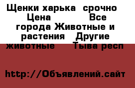 Щенки харька! срочно. › Цена ­ 5 000 - Все города Животные и растения » Другие животные   . Тыва респ.